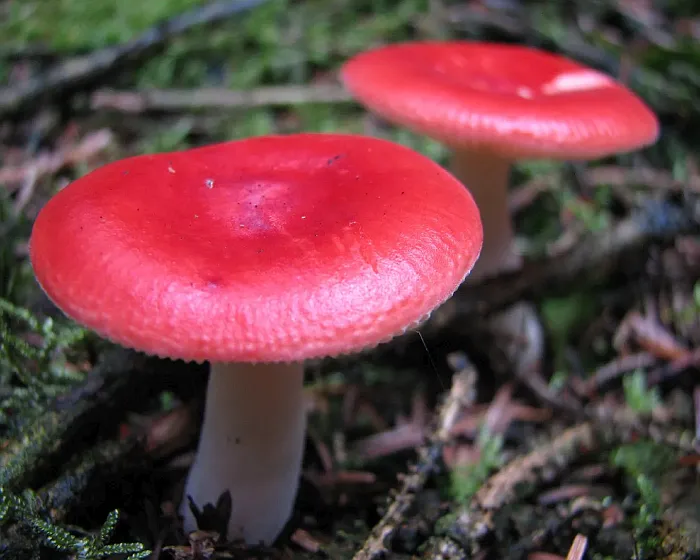 Woodland brittlegill