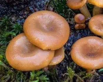 Rozsdasárga tölcsérgomba