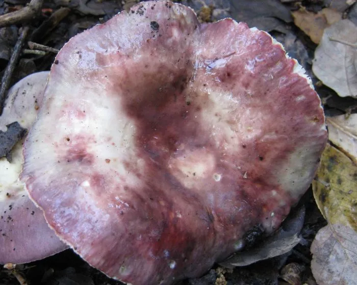 Halszagú galambgomba