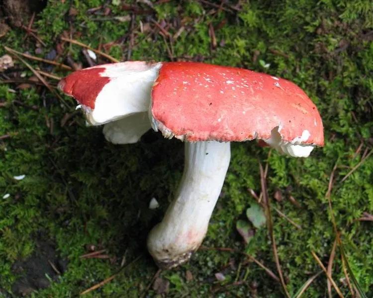 Piros galambgomba