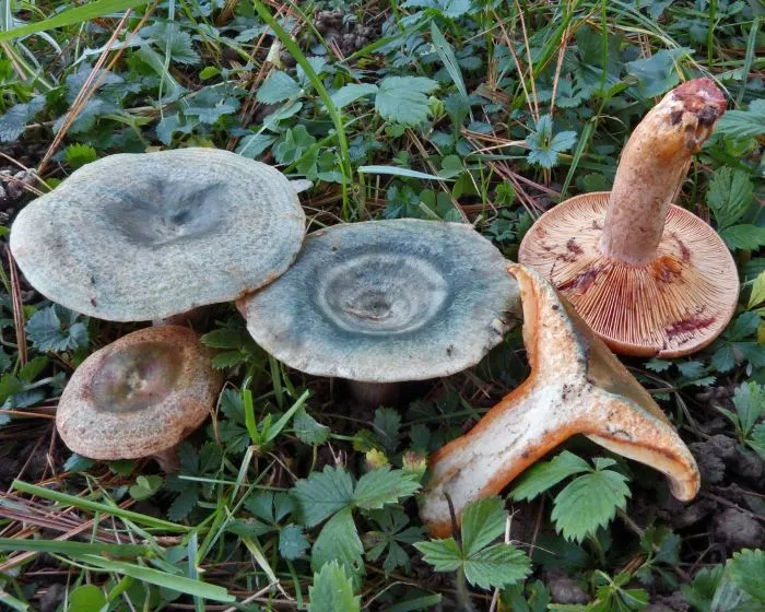 Vörösödőtejű rizike