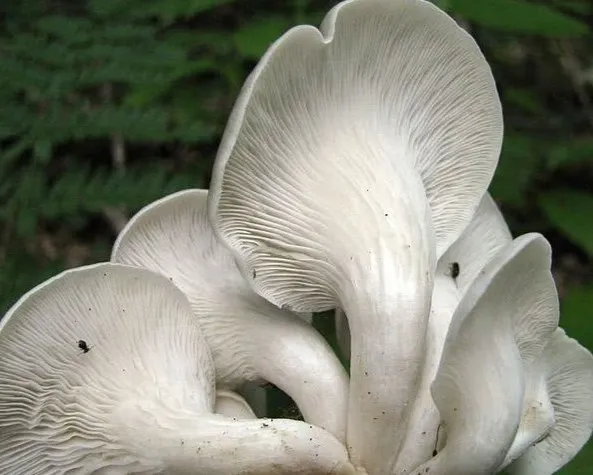 Erestönkű laskagomba