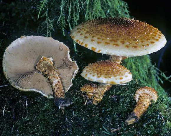 Fakópikkelyes tőkegomba