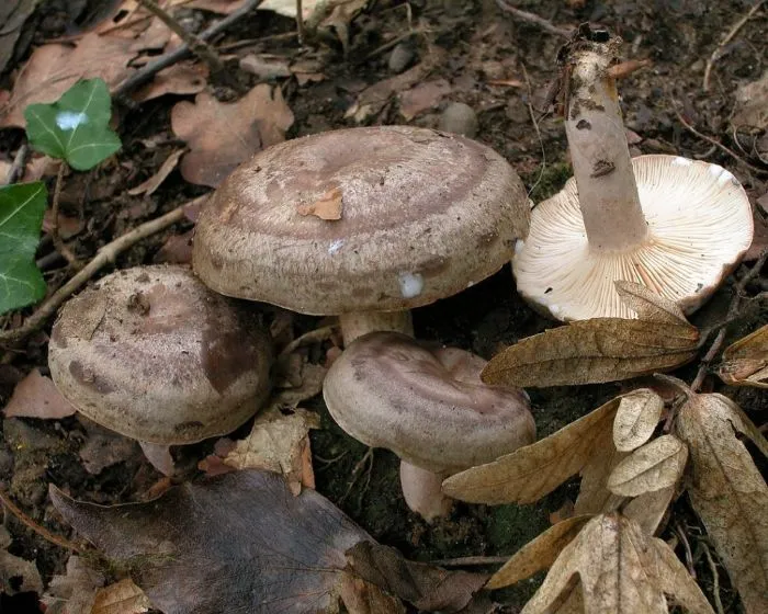 Gyöngyös tejelőgomba