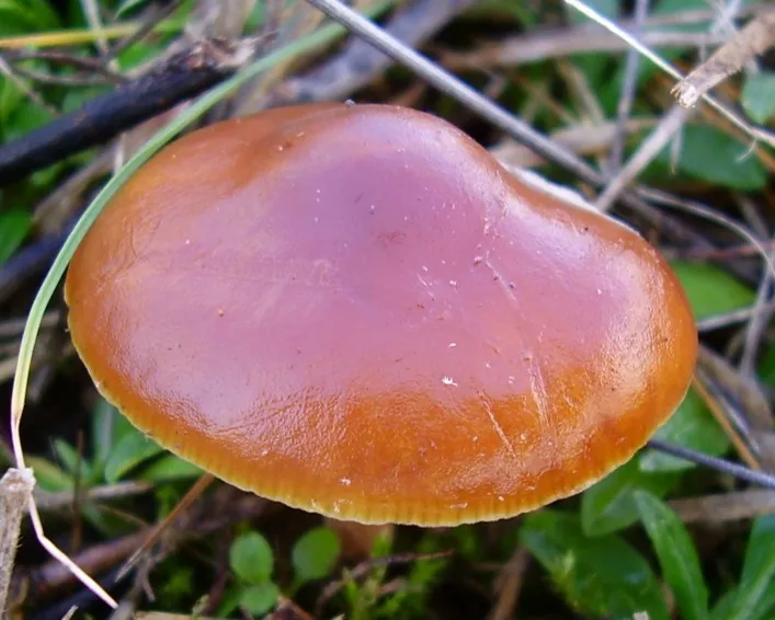 Iglice-fülőke