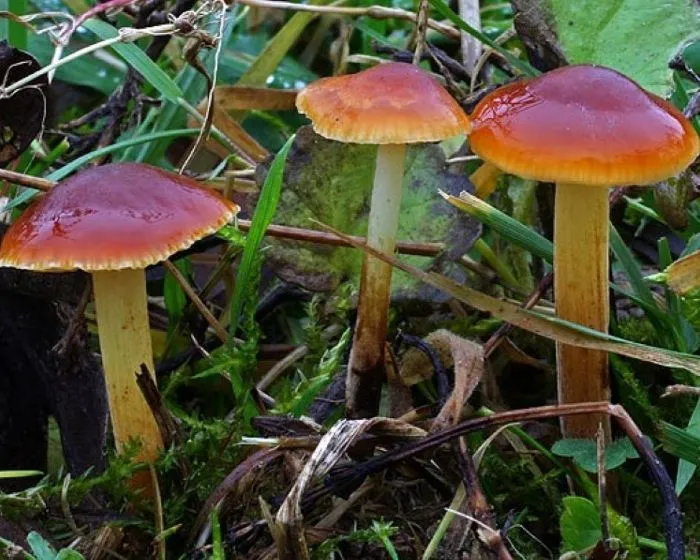 Iglice-fülőke