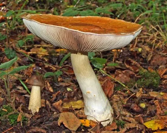 Óriás pókhálósgomba