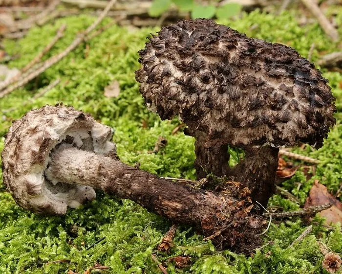 Gemeiner Strubbelkopfröhrling