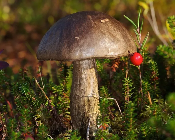 Mottled bolete