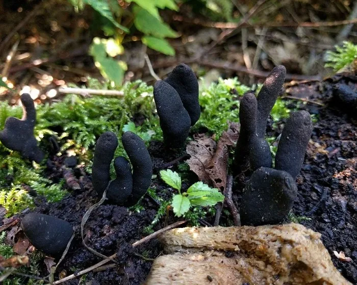 Bunkós agancsgomba