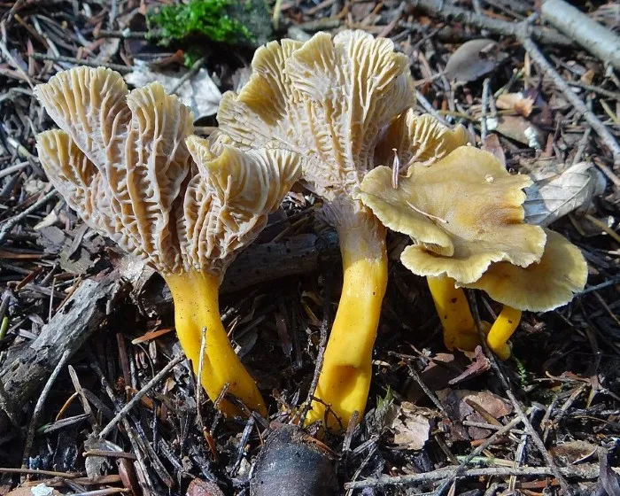 Szagos rókagomba