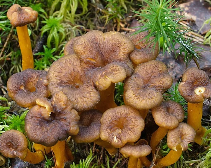 Tölcséres rókagomba