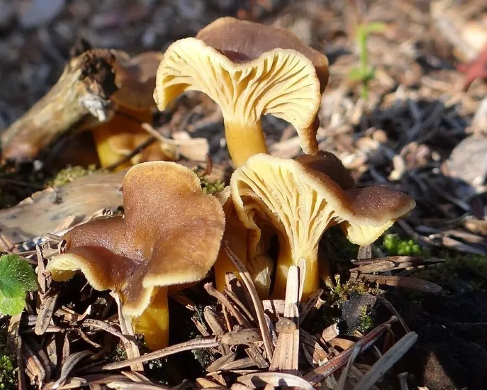 Tölcséres rókagomba
