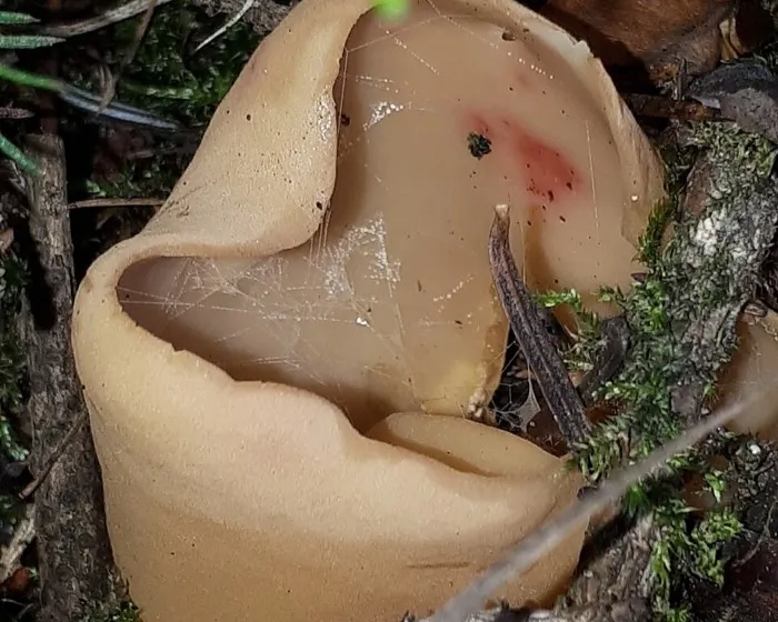 Nyúlfülegomba