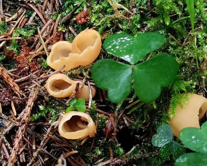 Nyúlfülegomba