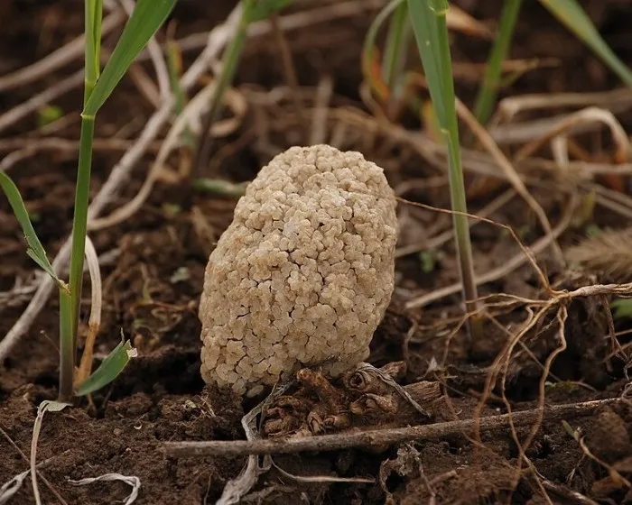 Pusztai kucsmagomba
