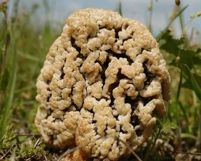 Pusztai kucsmagomba