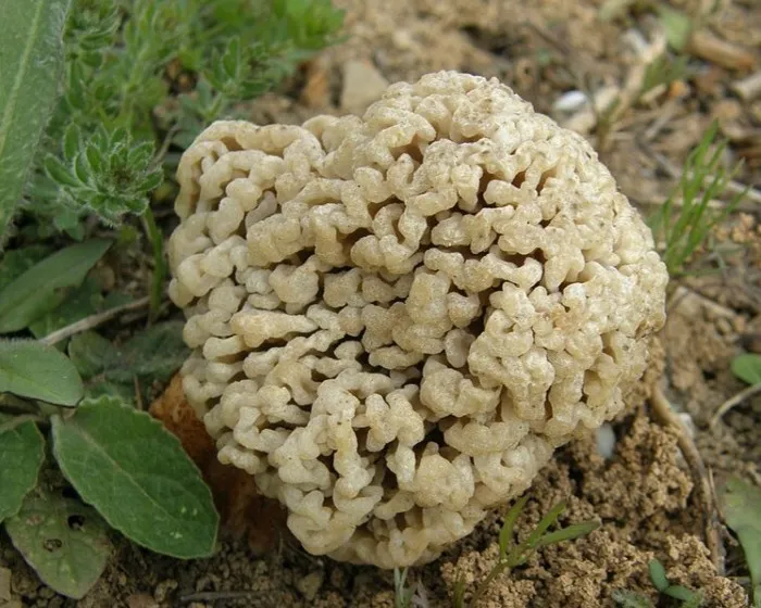 Pusztai kucsmagomba