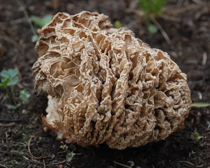 Pusztai kucsmagomba