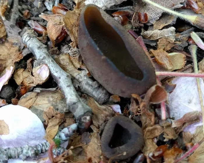 Sötétbarna csészegomba