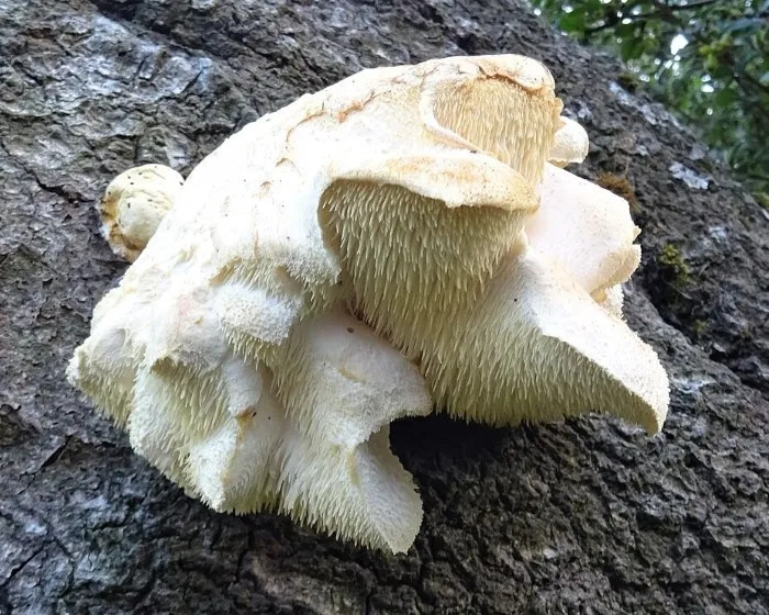 Tüskés sörénygomba