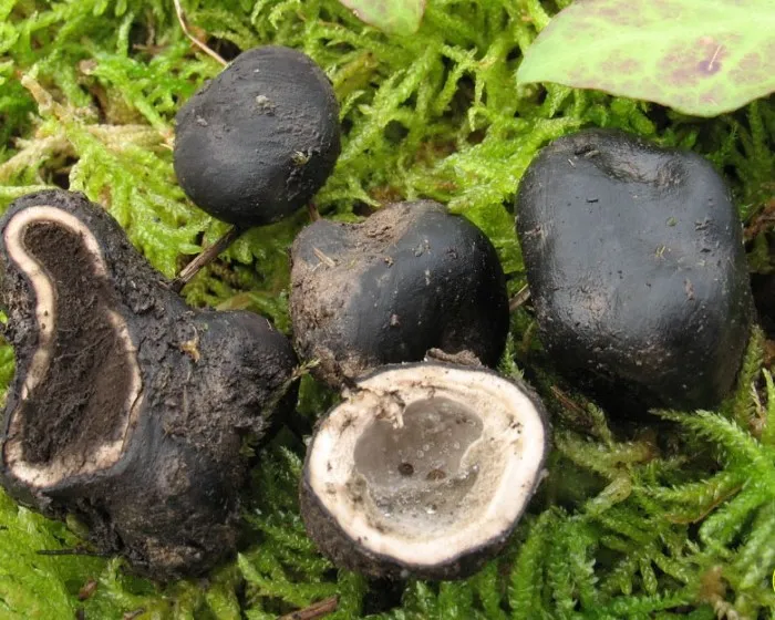 Köldökös álszarvasgomba