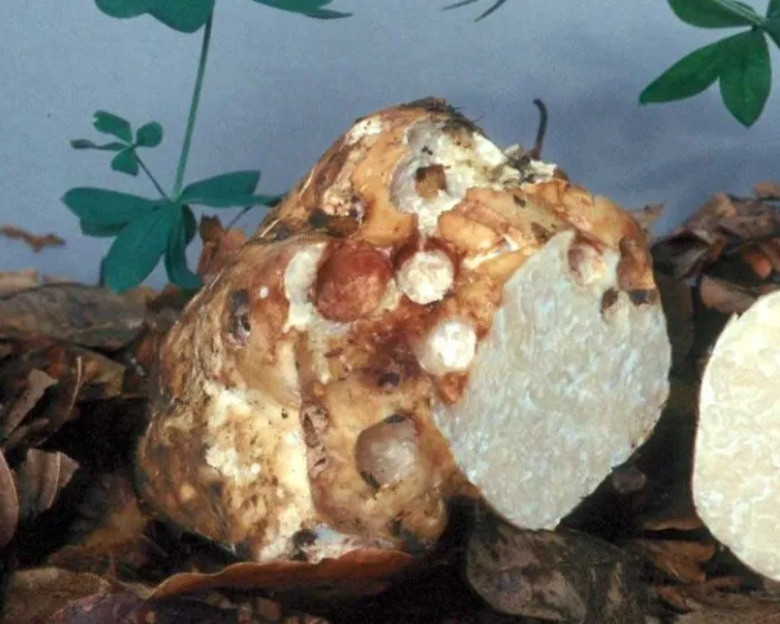 Fehér szarvasgomba