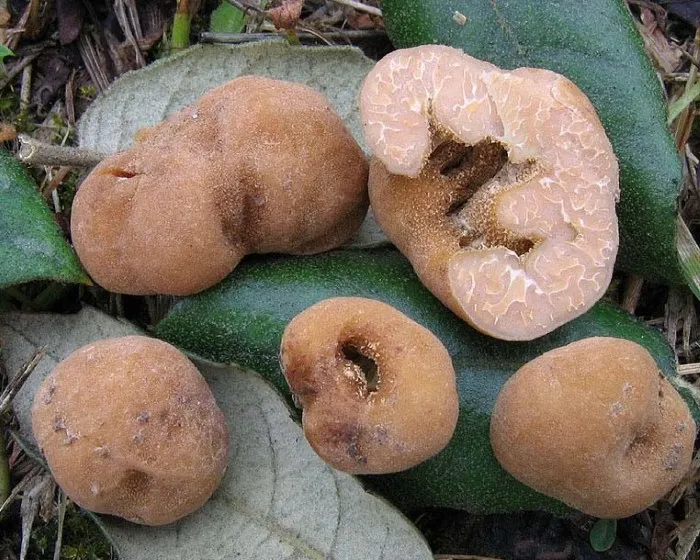 Üreges szarvasgomba