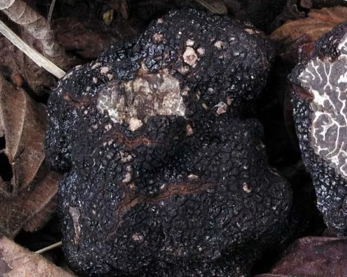 Téli szarvasgomba
