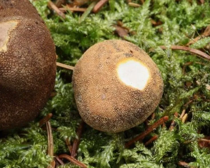 Foltos álszarvasgomba