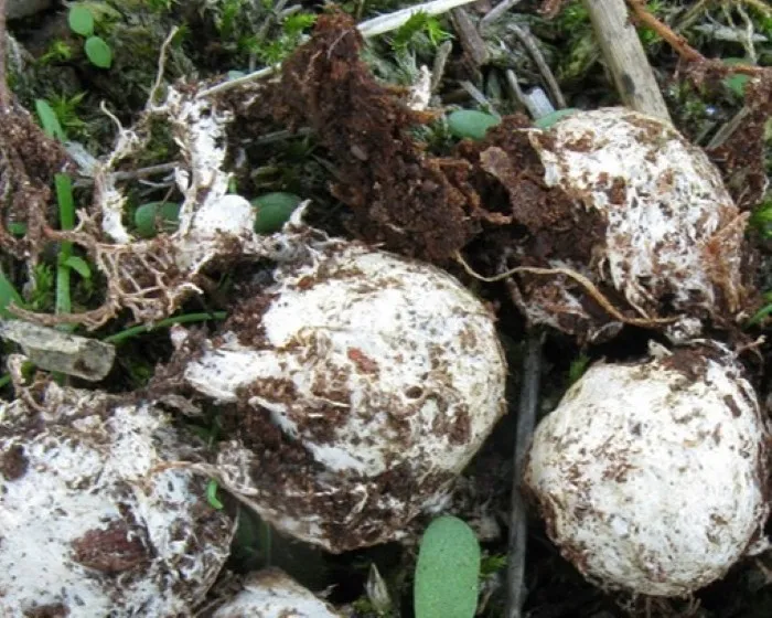 Bundás álszarvasgomba
