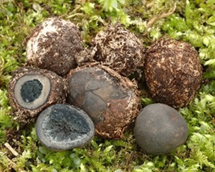 Bundás álszarvasgomba