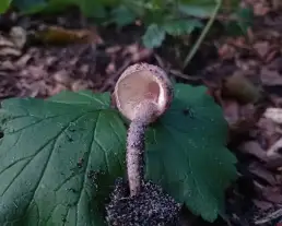 Borbarna őzlábgomba