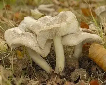 Silvery Tricholoma
