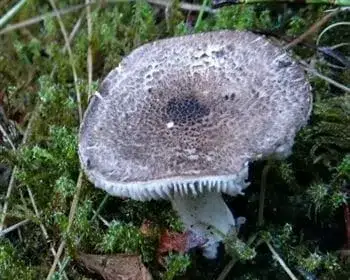 Tiger Tricholoma