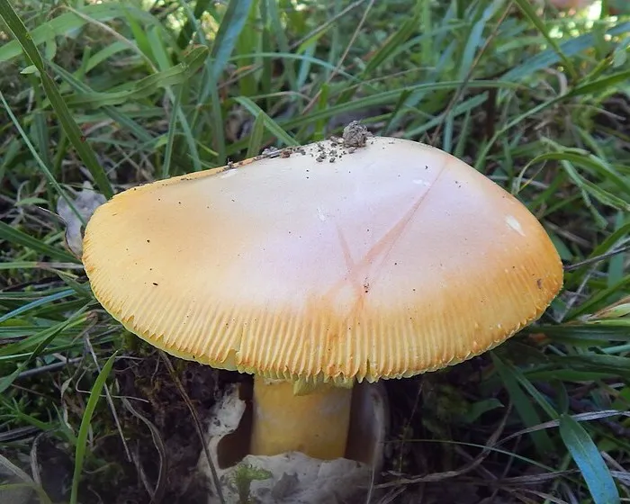 Császárgalóca