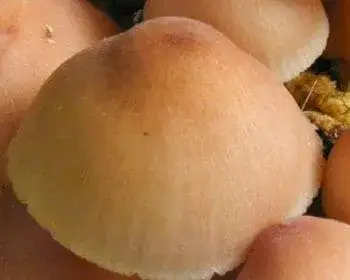 Sárgástönkű kígyógomba