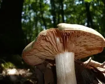Nagy döggomba