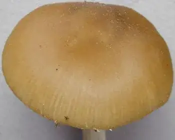 Zöldesszürke döggomba
