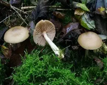 Zöldesszürke döggomba