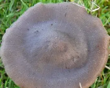 Tövisaljagomba