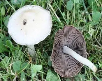 Fehér porhanyósgomba