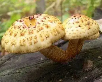 Rozsdasárga tőkegomba