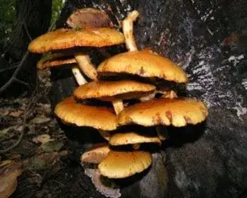 Rozsdasárga tőkegomba