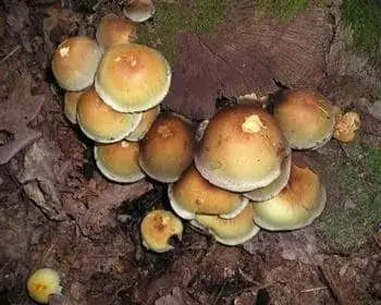 Sárga kénvirággomba