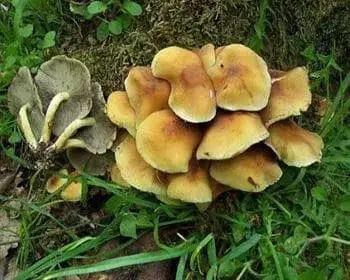 Sárga kénvirággomba