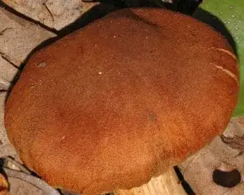 Mérges pókhálósgomba