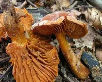 Mérges pókhálósgomba