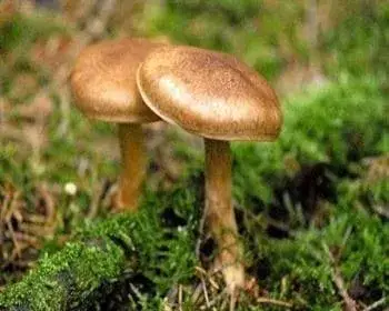 Keserű pókhálósgomba