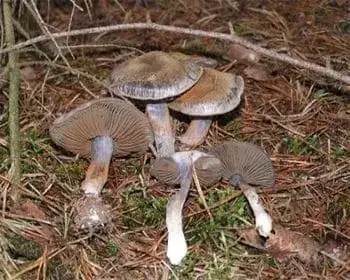 Keserű pókhálósgomba